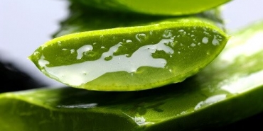 Aloe vera ile güzellik