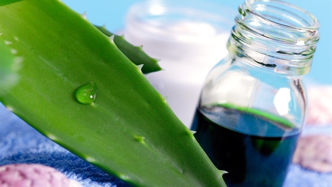 Saçları Uzatan Aloe Veralı Şampuan Tarifi