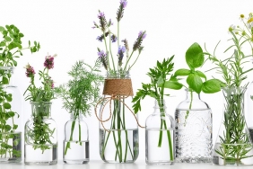 Hangi Yağlar Saçlara İyi Gelir?