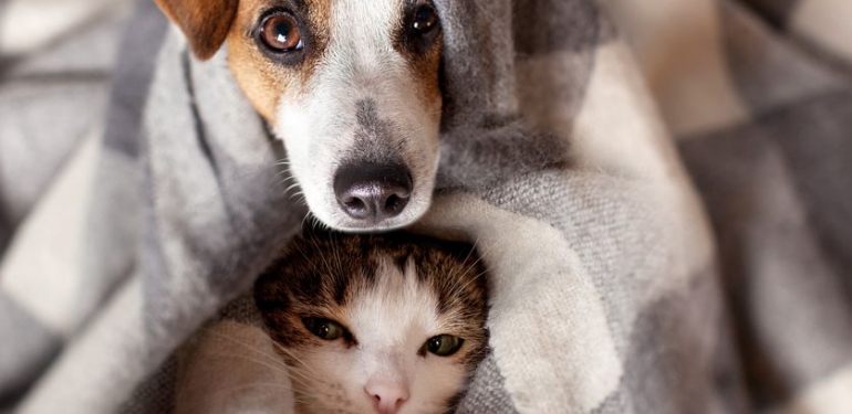 Kedi ve Köpeklere Tehlike Oluşturan 6 Besin