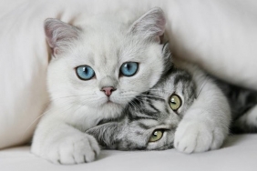 Kedilere Yapmaması Gerekenler Nasıl Öğretilir?