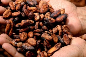 ’Kakao Kalbi Koruyor’