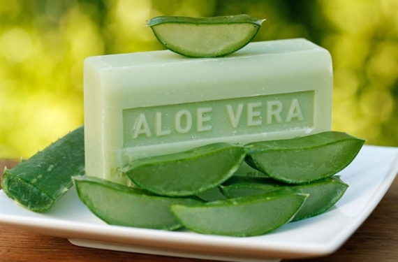 Aloe Vera Sabunu Nasıl Yapılır? Faydaları Neler?