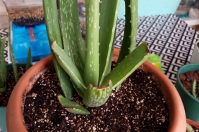 aloe vera yetiştirme