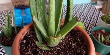 aloe vera yetiştirme