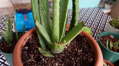 aloe vera yetiştirme