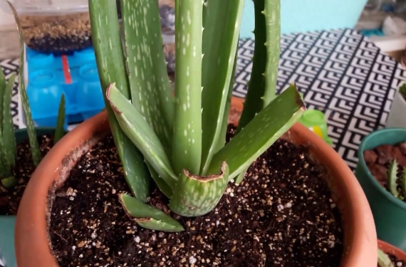 aloe vera yetiştirme
