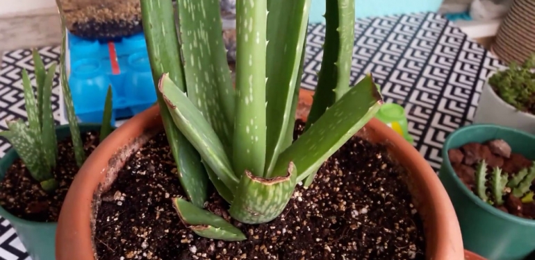 Aloe Vera Nasıl Çoğaltılır? Aloe Vera Yetiştirilmesi