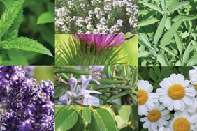 Saça Renk Veren Bitkiler