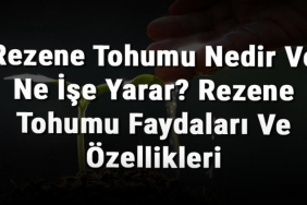 Rezene Tohumu Nedir Ve Ne İşe Yarar? Rezene Tohumu Faydaları Ve Özellikleri