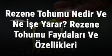 Rezene Tohumu Nedir Ve Ne İşe Yarar? Rezene Tohumu Faydaları Ve Özellikleri