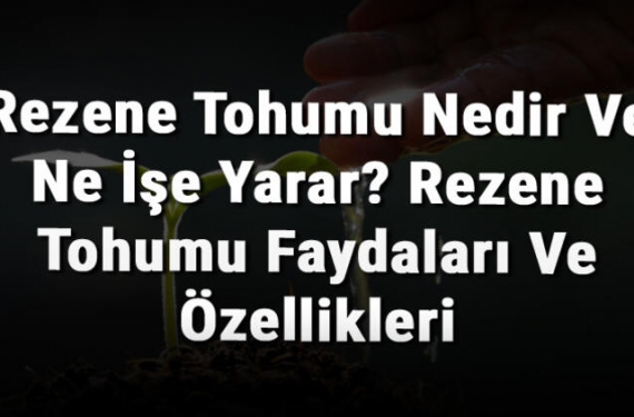 Rezene Tohumu Nedir Ve Ne İşe Yarar? Rezene Tohumu Faydaları Ve Özellikleri