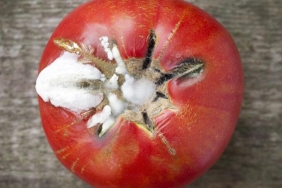 Çürüyen domatesleri atarsanız çok üzülürsünüz! Çürük domateslerle meğer neler neler yapılıyormuş...