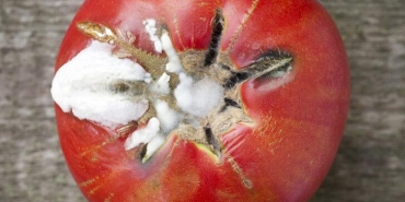 Çürüyen domatesleri atarsanız çok üzülürsünüz! Çürük domateslerle meğer neler neler yapılıyormuş...